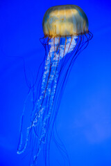 A pacific sea nettle and its tentacles