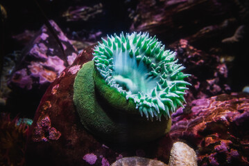 Giant Green Anemone or Anthopleura xanthogrammica