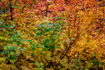 Fall foliage colors in Washington state forest