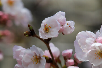 開花が始まったソメイヨシノ