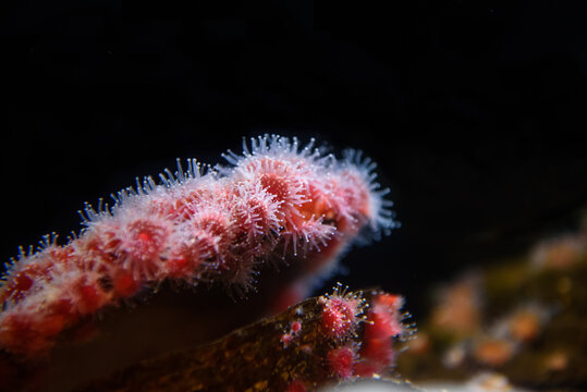 Corynactis californica or strawberry anemone