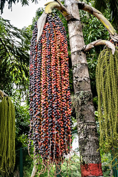 Fruits of moriche palm tree.