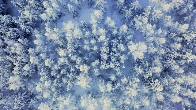 Incredible winter landscape with snow on tree branches. Spruce top view.