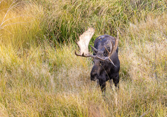 Obraz premium Bull Shiras Moose During the Fall Rut in Wyoming
