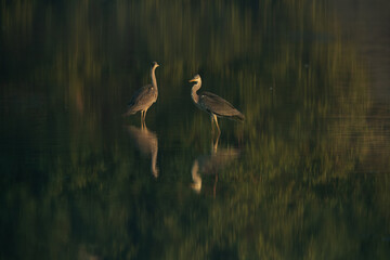 Grey Herons and reflection on water at Tubli bay, Bahrain