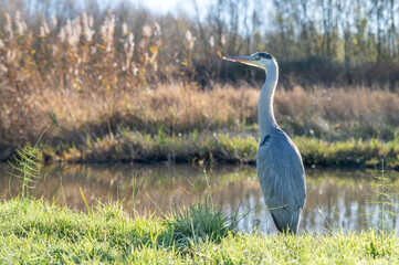 Great blue heron standing upright at the water's edge.