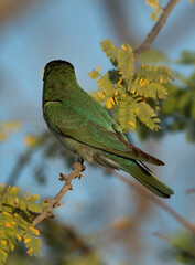 Blue-cheeked bee-eater facing its back, perched on acacia tree