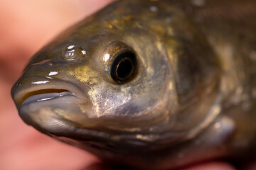 Small fish Ctenopharyngodon idella, on the hands. Close-up. Amur