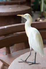 Great egret bird sitting on wooden table
