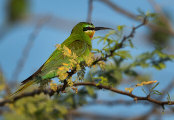 Blue-cheeked bee-eater perched on acacia tree