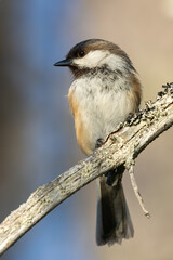 Siberian Tit