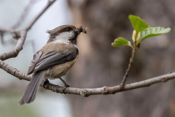 Siberian Tit