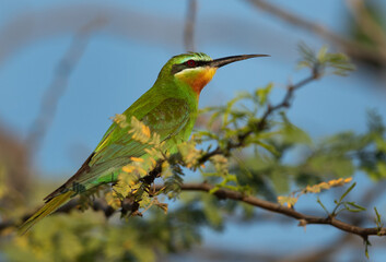 Portrait of a Blue-cheeked bee-eater perched on acacia tree