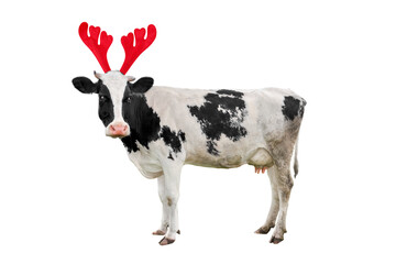 Christmas funny black and white spotted cow isolated on white background. Full length Cow portrait...