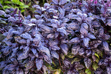 Fresh purple basil growing in a garden bed on a sunny day. - 471865492