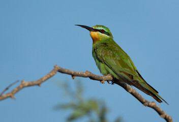 Closeup of a Blue-cheeked bee-eater perched on acacia tree