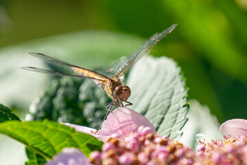 A gorgeous dragonfly sitting on a hydrangea
