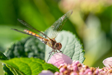 A gorgeous dragonfly sitting on a hydrangea
