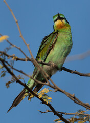 Blue-cheeked bee-eater perched on acacia tree, bahrain