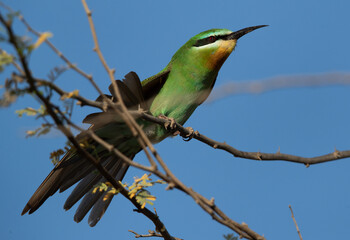 Blue-cheeked bee-eater stretching its feather while preening