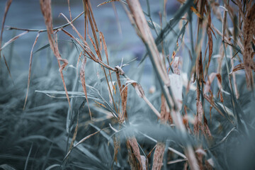 Schielf am Wasser in der Dämmerung 