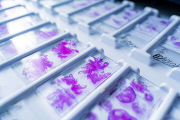 Rows of microscope glass slide in the cells