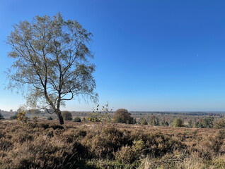 Obraz premium Autumn scenery at the Sallandse Heuvelrug National Park