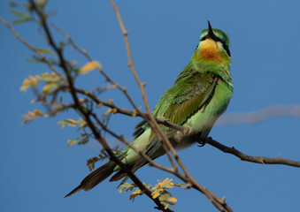 Blue-cheeked bee-eater on acacia tree