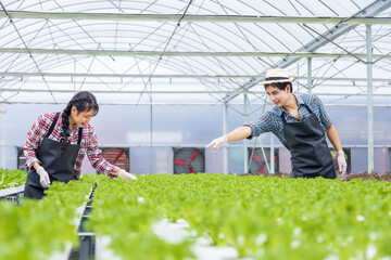 Asian local farmers growing their own green oak salad lettuce in the greenhouse using hydroponics water system organic approach for family business