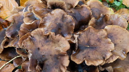 Group of brown mushrooms in autumn
