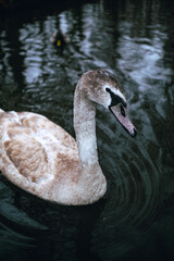 swan on the lake