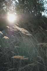 windy grass