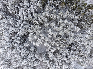 Fototapeta premium Drone photography of coniferous forest in winter season in Sweden. Aerial view of trees covered with snow.