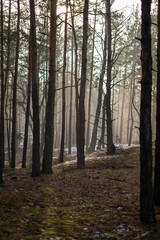 Jesienny zamglony las, przymrozek w lesie, klimatyczne - obrazy, fototapety, plakaty