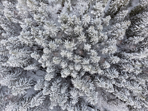Drone photography of coniferous forest in winter season in Sweden. Aerial view of trees, snow and calm water. Copy space and place for text.