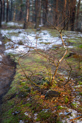 leśna ściółka o poranku w jesienno zimowym lesie, promienie słońca