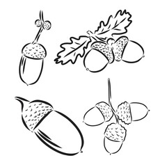 Set oak branches with leaves and acorns, black contour on white background. Vector