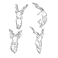 vector set of rams, male of sheep, hand drawn sketch of animals isolated at white background