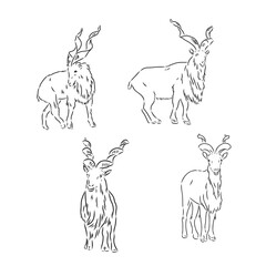 vector set of rams, male of sheep, hand drawn sketch of animals isolated at white background