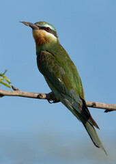 Blue-cheeked bee-eater perched on tree branch