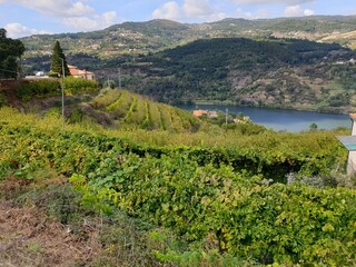 Fototapeta na wymiar Vineyards above the Duero river in Portugal