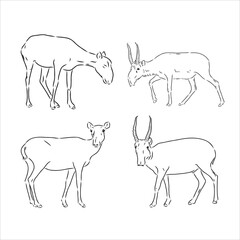 Hand drawn sketch style saiga antelope isolated on white background. Vector illustration.