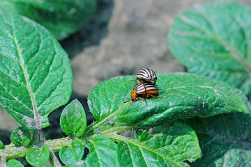 Colorado potato beetle (Leptinotarsa decemlineata) on potato leaves, close-up.