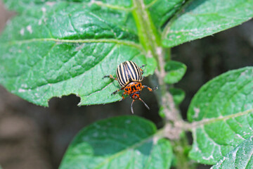 Colorado potato beetle (Leptinotarsa decemlineata) on potato leaves, close-up.