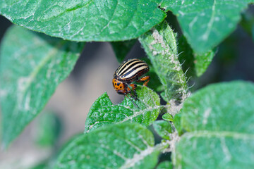 Colorado potato beetle (Leptinotarsa decemlineata) eats potato leaves, close-up.