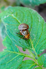 Colorado beetle copulate and eating green leaves of potato bush. Insects pests eats potato leaves. Potato bugs are mated close-up image.
