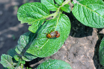 Colorado beetle copulate and eating green leaves of potato bush. Insects pests eats potato leaves. Potato bugs are mated close-up image.