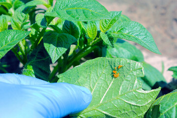 Colorado potato beetle eggs on potato leaf