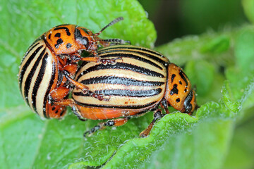 Colorado beetle copulate and eating green leaves of potato bush. Insects pests eats potato leaves. Potato bugs are mated close-up image.