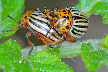 Colorado beetle copulate and eating green leaves of potato bush. Insects pests eats potato leaves. Potato bugs are mated close-up image.